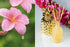 素材と香りへのこだわり。Malie Organicsのルームフレグランス