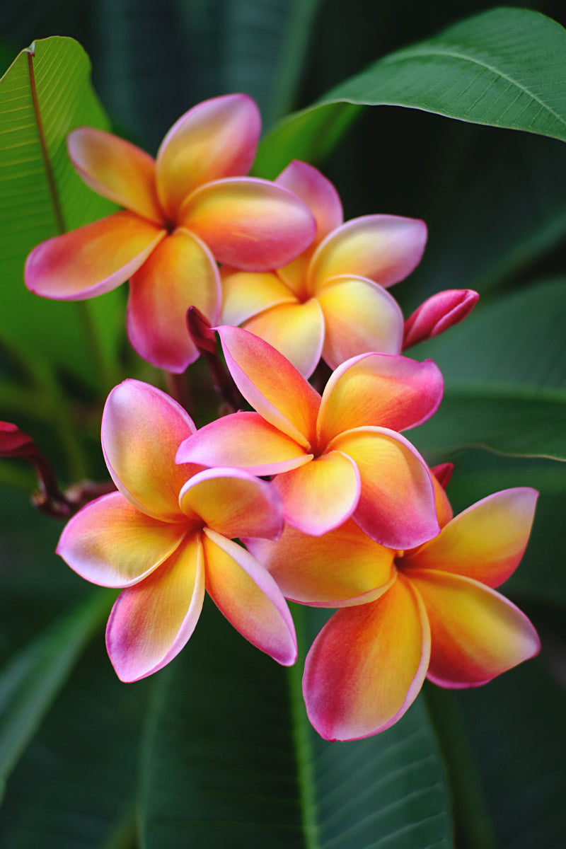 マリエオーガニクス日本公式サイト - Malie Organics 公式オンラインストア